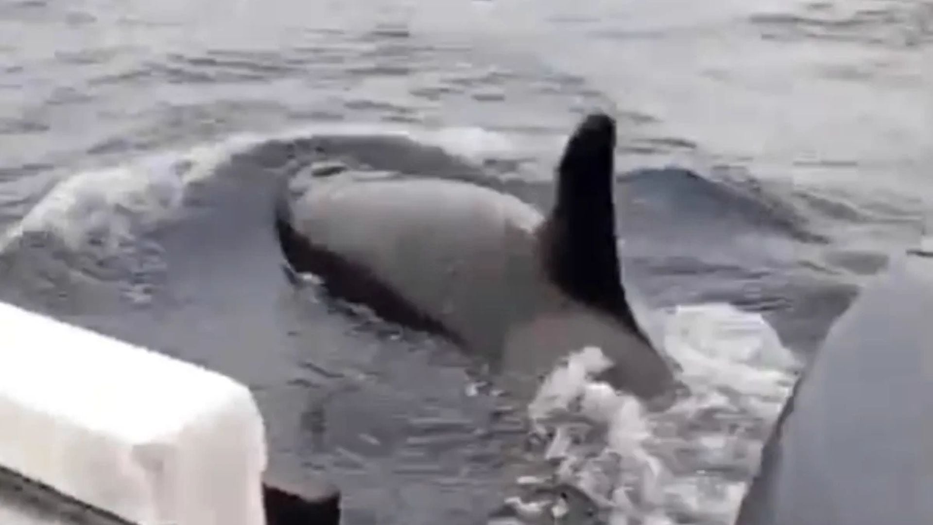 Orcas sorprenden al aparecer frente a las costas de Pucusana