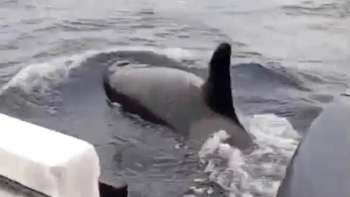 Orcas sorprenden al aparecer frente a las costas de Pucusana