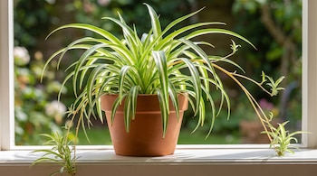 Planta listón vibrante en una maceta de terracota sobre un alféizar blanco, con hojas verdes y blancas que se extienden y pequeños esquejes. Fondo verde borroso de un jardín.