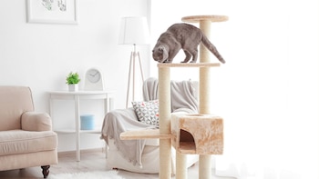 Un gato solo en casa.