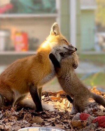 Las crías de zorro provienen