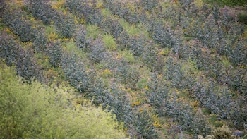 España plantará 3,5 millones de árboles para ayudar a la restauración de la naturaleza a nivel europeo