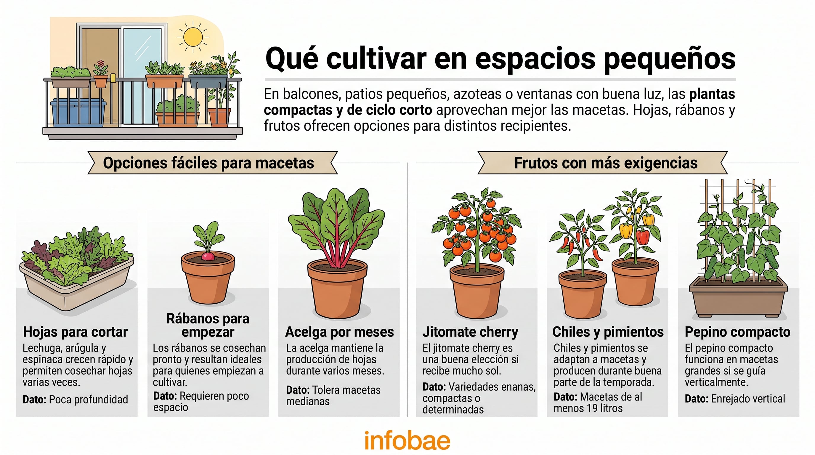 Una infografía de Infobae detalla las hortalizas recomendadas para cultivar en macetas según el espacio disponible. (Imagen Ilustrativa Infobae)