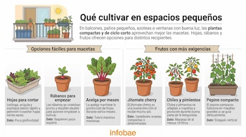 Infografía sobre cultivo en espacios pequeños con ilustraciones de macetas con lechugas, rábanos, acelgas, jitomates, chiles y pepinos.