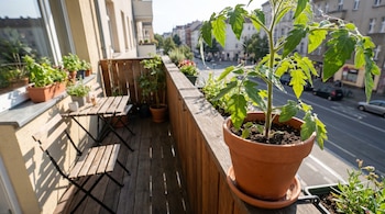 Balcón urbano con planta de tomate en maceta que presenta telarañas de araña roja, junto a otras plantas, sillas de madera y una vista a la calle de la ciudad.