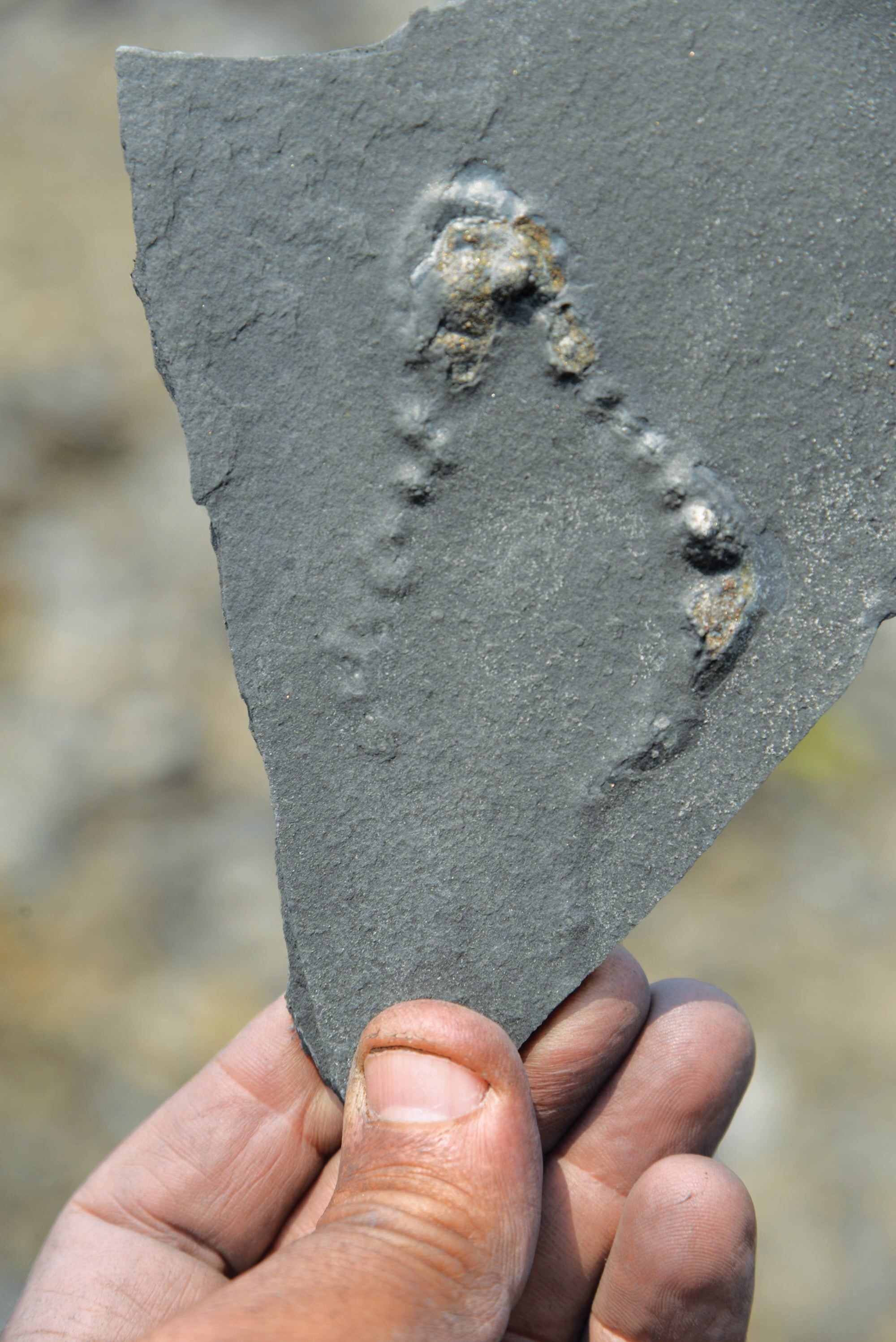 Las rocas de la cuenca Francevilliana conservan más de 6.000 piezas con estructuras similares a colonias de organismos avanzados (University of Poitiers)