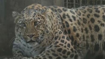 Un zoo de China pondrá