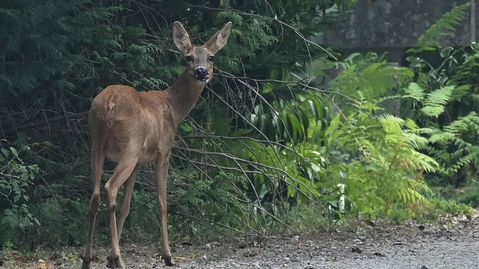 Incendios en Fontainebleau reavivan en Francia la pelea por la fauna silvestre
