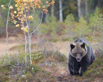 El oso pardo “renace” en el norte de España tras más de 150 años desde su desaparición (CSIC)