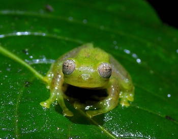 La rana de torrente andina Hyloscirtus aff. denticulentus fue registrada por primera vez en Isnos, en bosques y quebradas de montaña - crédito Asocars