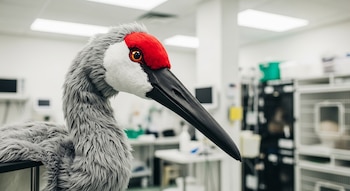 Primer plano de un disfraz de grulla gris con cabeza roja y blanca, pico negro y ojos amarillos, posado sobre un soporte en un entorno veterinario con jaulas y equipo.