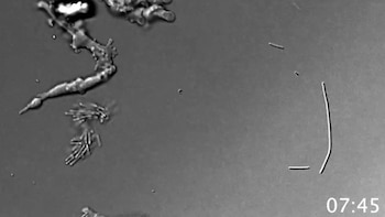 Una “ameba de fuego” resiste temperaturas extremas y sorprende a la NASA: qué revela sobre la vida en otros planetas