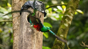 Guatemala: El Día Nacional del quetzal pone el foco en la amenaza sobre su hábitat y autoridades instalan nidos artificiales
