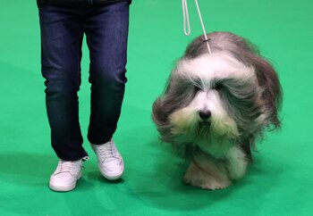 ¿Ya se imaginó actuando con