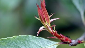 Descubren 7 nuevas especies de