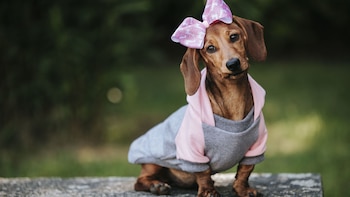 Día Mundial de Vestir a