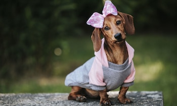 Fotografías virales y mensajes sobre