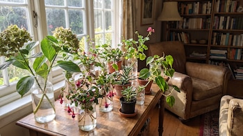 Las tres plantas de las que puedes sacar esquejes este octubre para renovar tu jardín