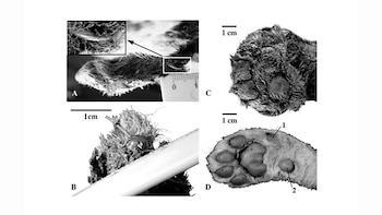 Este cachorro prehistórico tenía patas
