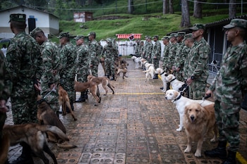 La campaña de adopción canina