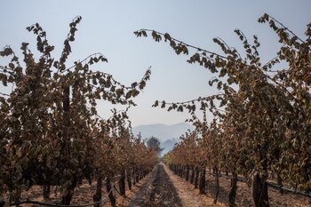Un viñedo dañado por los