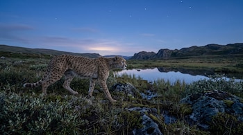 Felino de pelaje moteado caminando en un paisaje nocturno entre rocas, vegetación baja, un lago y montañas bajo un cielo azul con estrellas.