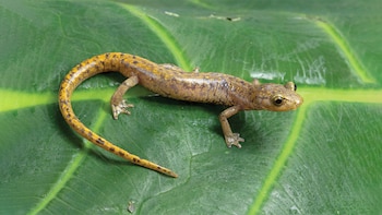 ¿Cómo respiran las salamandras sin pulmones? Descubren tres nuevas especies en Oaxaca
