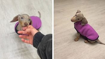 La publicación sensibilizó a millones, visibilizando las necesidades y cuidados que requieren los perros con discapacidad sensorial (@isa.lasalchi)