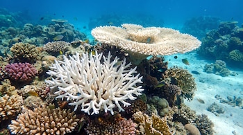 Arrecife de coral con corales blancos y de otros colores, varios peces pequeños, agua azul y fondo de arena.