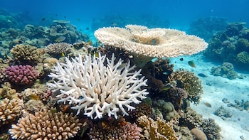 Identifican blanqueamiento masivo en un sistema coralino de Australia ignorado durante décadas