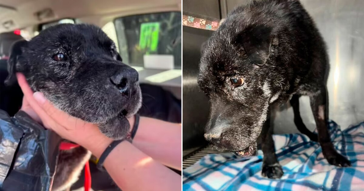 La triste historia de Chocolate, el perro anciano que pasó de ser maltratado a morir rodeado de amor - Infobae