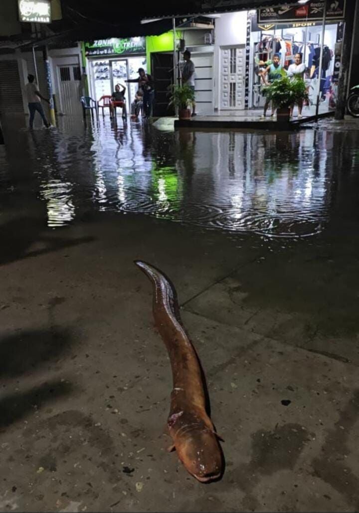 El animal desató temor entre los habitantes, por lo que se recomienda llamar a las autoridades competentes para el manejo de la fauna silvestre - crédito Sistema informativo periodismo Putumayo/Facebook