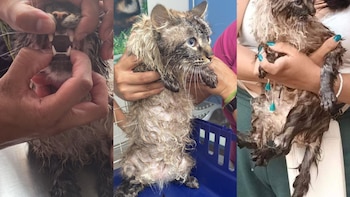 El felino fue rescatado por