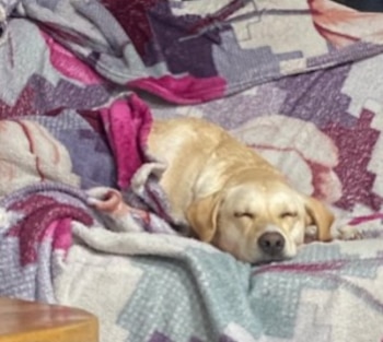 La perra muestra un comportamiento