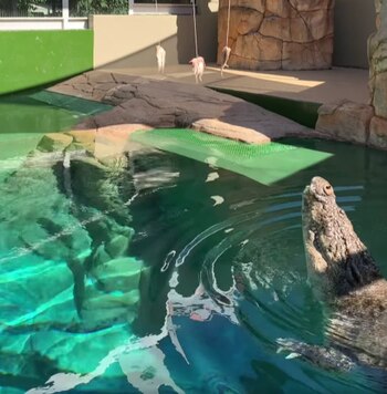 Burt era una estrella en