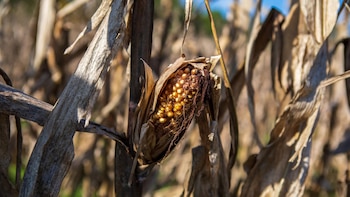 El Niño golpea cosechas de granos en América y aumenta la vigilancia sobre el abastecimiento en Costa Rica