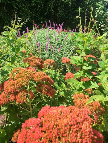 Silvina Culasso, como paisajista y