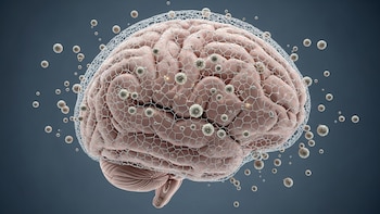 El cerebro no depende de