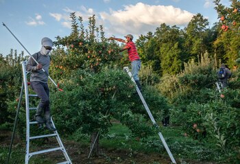 Trabajadores inmigrantes cosechando manzanas en
