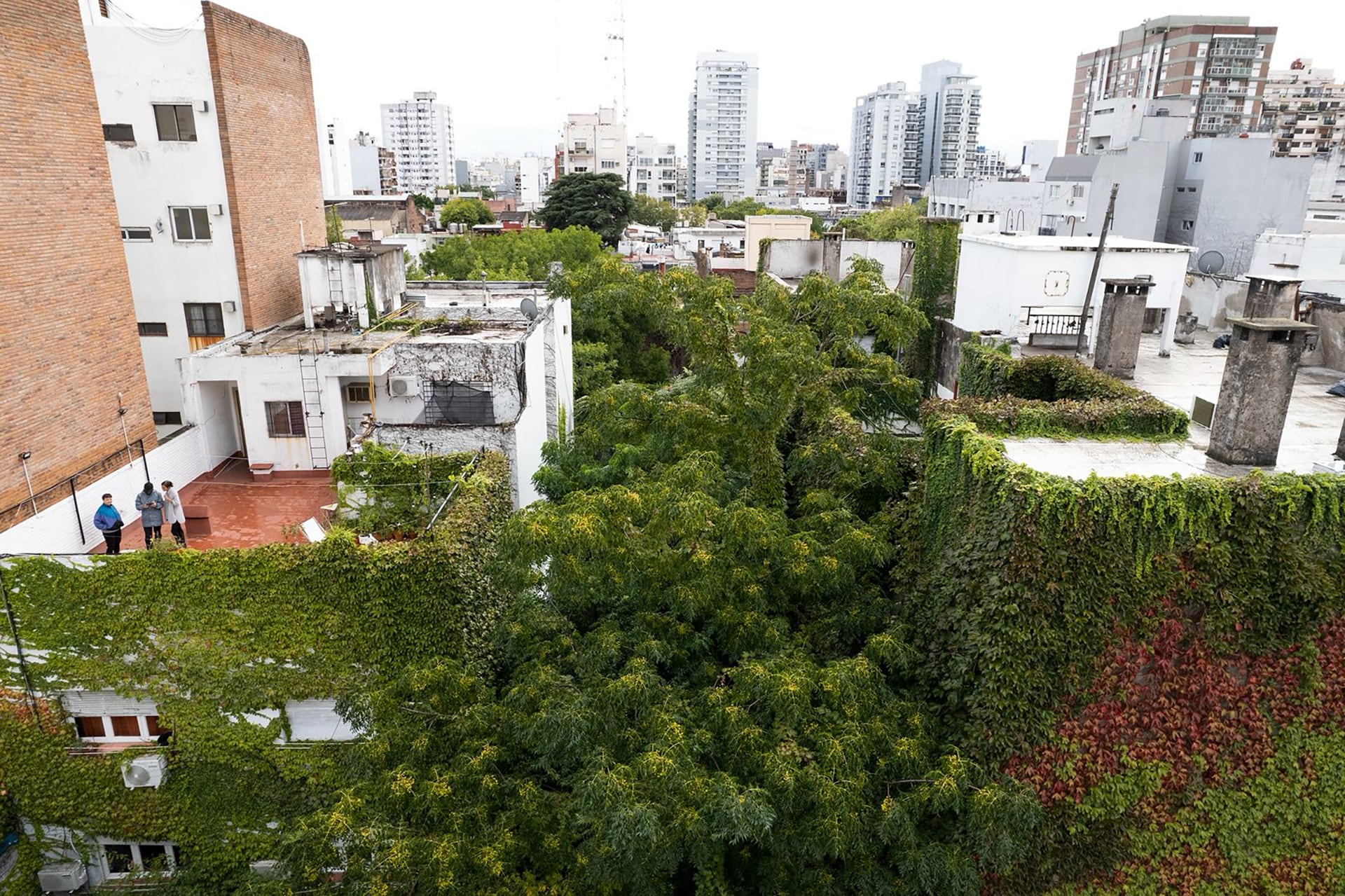 Los árboles del terreno intentan sobrevivir rodeados de edificios (Fernando Schapochnik)
