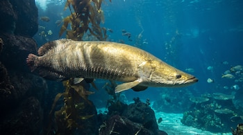 Un pez alargado de grandes escamas doradas nada de perfil en agua azul cerca de algas verticales y rocas.