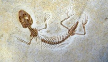 Investigadores de la UNAM localizaron