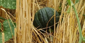 El consumo moderado de zapallo