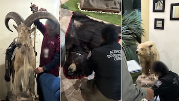 Profepa y FGR aseguran ejemplares de león africano, jaguar y tigre de Bengala en cateo en San Luis Potosí. (Foto: Profepa)