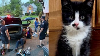 Beemer, una gatita callejera, soportó
