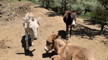 De Holanda a Málaga en