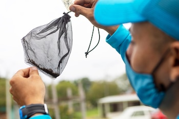 La salud del mosquito no