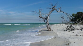 Cayo Costa State Park, solo