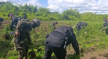 Fuerzas combinadas erradicaron dos campos de marihuana en Petén, Guatemala, valorados en USD 872.198.