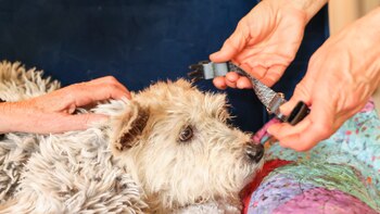 Sobrevivió a un huracán, al